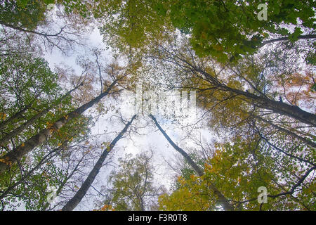 Tree crowns against the sky, Stockholm, Sweden in October. Stock Photo