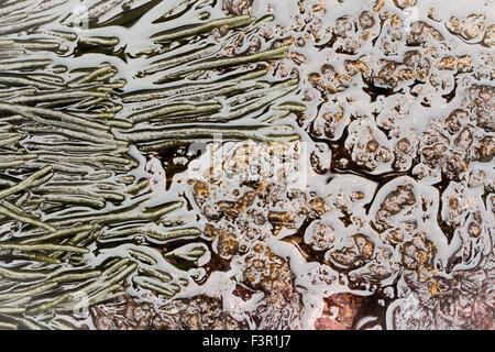 Several algae in low tide Stock Photo