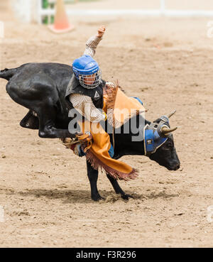 Young cowboy falling from a small steer in the Junior Steer Riding competition, Chaffee County Fair & Rodeo, Salida, Colorado Stock Photo