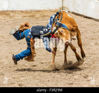 Young cowboy falling from a small steer in the Junior Steer Riding competition, Chaffee County Fair & Rodeo, Salida, Colorado Stock Photo