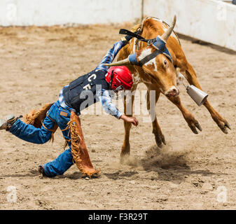 Young cowboy falling from a small steer in the Junior Steer Riding competition, Chaffee County Fair & Rodeo, Salida, Colorado Stock Photo