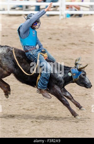 Young cowboy falling from a small steer in the Junior Steer Riding competition, Chaffee County Fair & Rodeo, Salida, Colorado Stock Photo