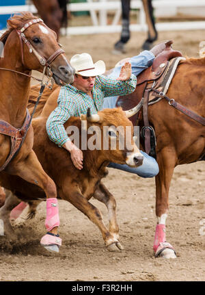 Rodeo cowboys on horseback competing in steer wrestling event, Chaffee County Fair & Rodeo, Salida, Colorado, USA Stock Photo