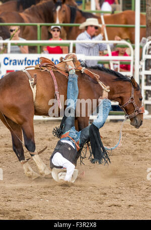 Rodeo cowboy riding a bucking horse, saddle bronc competition, Chaffee County Fair & Rodeo, Salida, Colorado, USA Stock Photo