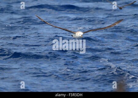 Shy Albatross (Thalassarche cauta) in Sydey Stock Photo