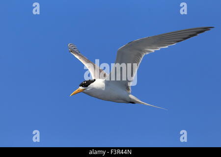 Greater Crested Tern (Sterna bergii) flying in Australia Stock Photo