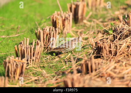 Pechora Pipit (Anthus gustavi) in Japan Stock Photo