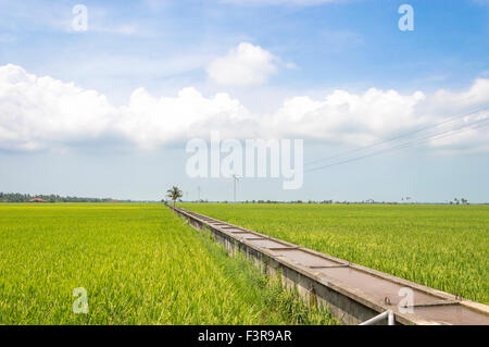 Water canal for paddy rice field irrigation with blue skies Stock Photo