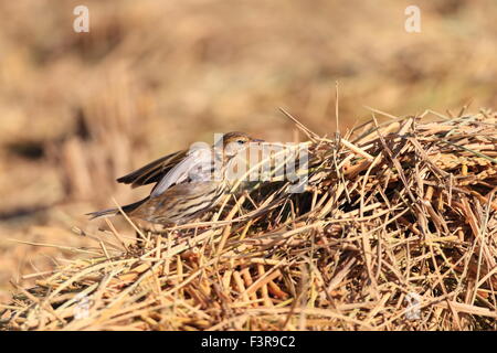 Pechora Pipit (Anthus gustavi) in Japan Stock Photo