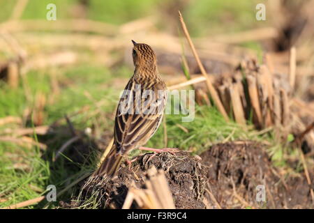 Pechora Pipit (Anthus gustavi) in Japan Stock Photo