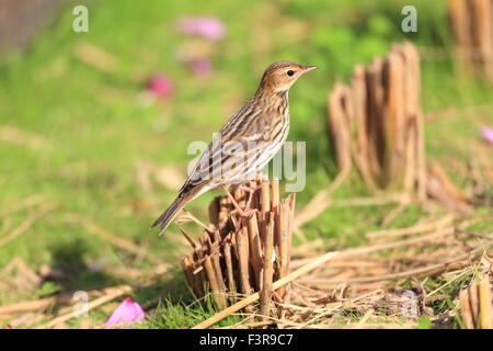 Pechora Pipit (Anthus gustavi) in Japan Stock Photo