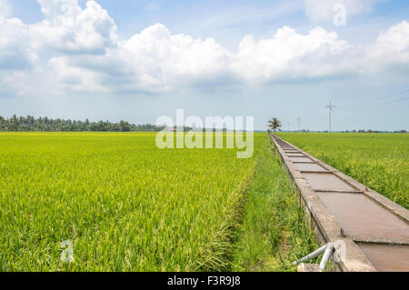 Water canal for paddy rice field irrigation with blue skies Stock Photo