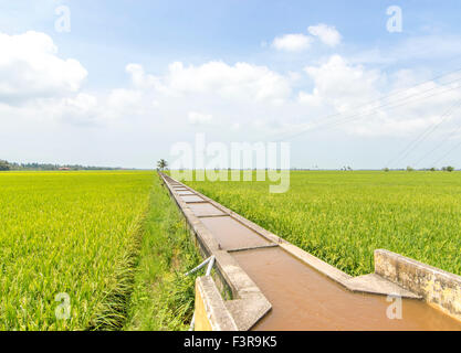 Water canal for paddy rice field irrigation with blue skies Stock Photo