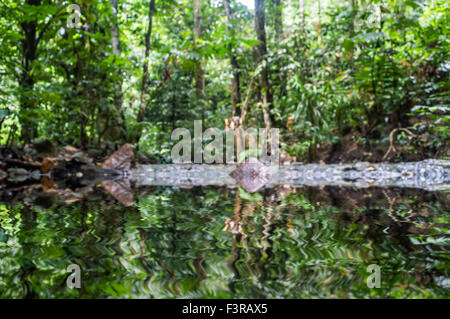 Water stream and reflection with blurred focused. Natural background Stock Photo