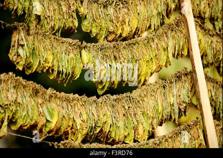 Leaves of tobacco dried by the classic method in the sun Stock Photo