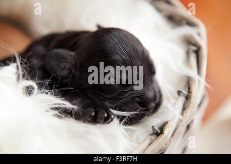 Newborn English cocker spaniel puppy in basket Stock Photo