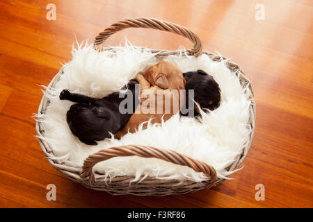 Newborn English cocker spaniel puppies in basket Stock Photo