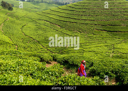 Tea picker on a tea plantation in Rwanda Stock Photo