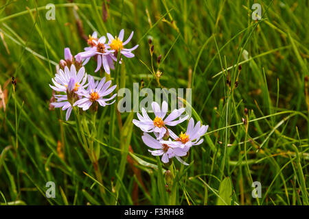 Sea Aster, Aster tripolium, Tripolium pannonicum, wildflower, Argyll & Bute, Scotland Stock Photo