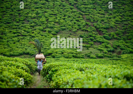 Tea pickers on a tea plantation near Mbeya, Tanzania, Africa Stock Photo