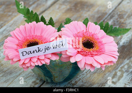 Dank je wel (which means thank you in Dutch) with pink  gerbera daisies Stock Photo