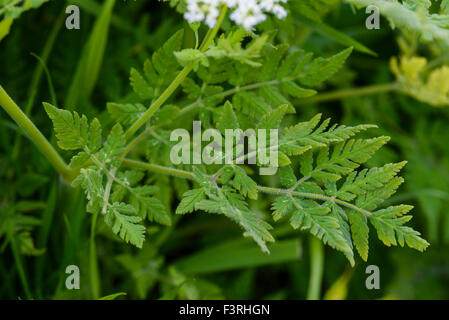 Sweet Cicely, Myrrhis odorata, wildflower, Dumfries & Galloway, Scotland Stock Photo