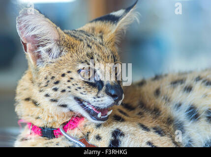 Portrait of macro shot on African Serval (Leptailurus serval) Stock Photo