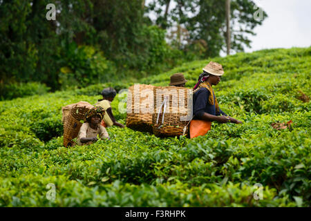 Tea pickers on a tea plantation near Mbeya, Tanzania, Africa Stock Photo