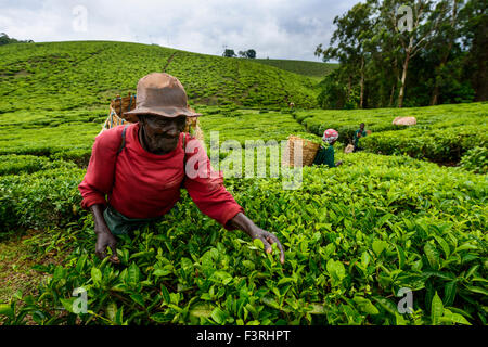 Tea pickers on a tea plantation near Mbeya, Tanzania, Africa Stock Photo