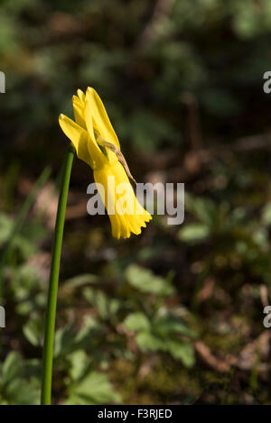 Narcissus cyclamineus, Cyclamen-flowered Daffodil, Galicia, Northern Spain. April. Stock Photo