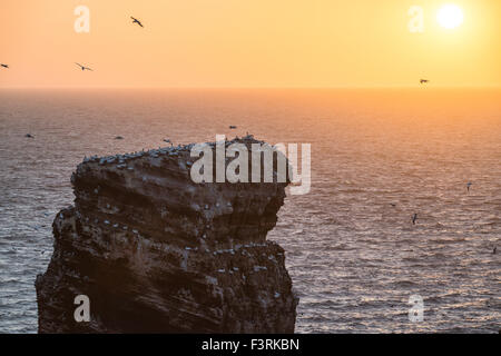 Rock Formation 'Lange Anna' at sunset, Helgoland, Schleswig-Holstein, Germany Stock Photo