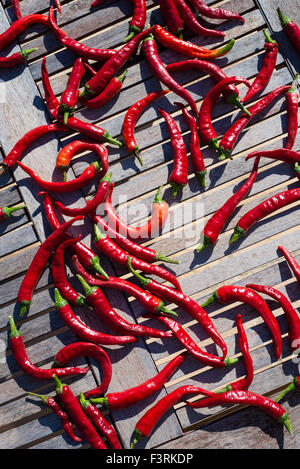 Organic red chili peppers drying in the sun, Spain Stock Photo