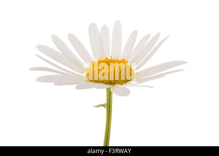 White daisy isolated on white background Stock Photo