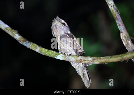 Marbled Frogmouth (Podargus ocellatus) in Papua New Guinea Stock Photo