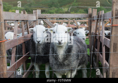 Herdwick ewes in a pen at Wasdale Shepherds Meet, Cumbria. Stock Photo