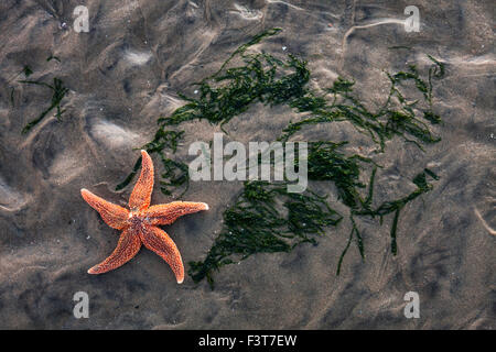 Common star fish and seaweed on beach Stock Photo