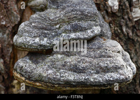 Fomes fomentarius Tinder or Hoof Fungus. Stock Photo