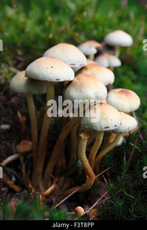 Sulphur Tuft mushrooms, Hypholoma fasciculare. (This is what I have been advised.( Stock Photo