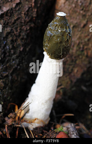 Phallus impudicus, common stinkhorn. Stock Photo