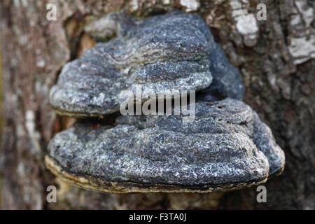 Fomes fomentarius Tinder or Hoof Fungus. Stock Photo