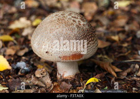 The Blusher mushroom, Amanita rubescens.