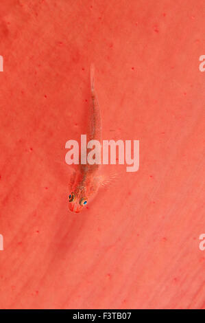 Soft coral ghost goby, Pleurosicya boldinghi, Flores Indonesia Stock Photo
