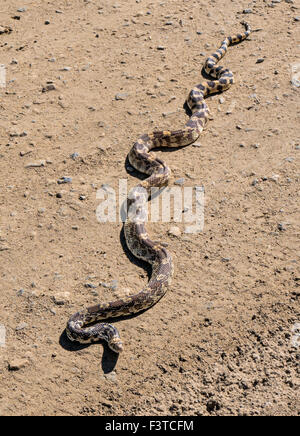 Large bullsnake; Pituophis catenifer sayi; seeks warmth on rural dirt road Stock Photo