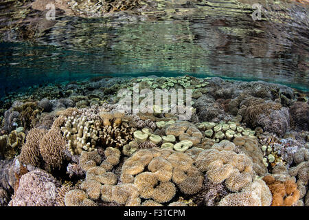 A diverse reef grows in shallow water in Komodo National Park, Indonesia. This area is known for its high marine biodiversity. Stock Photo