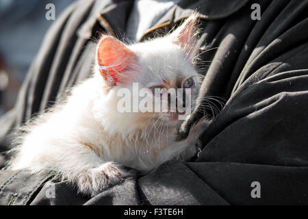 White cat on old man hands looking away Stock Photo