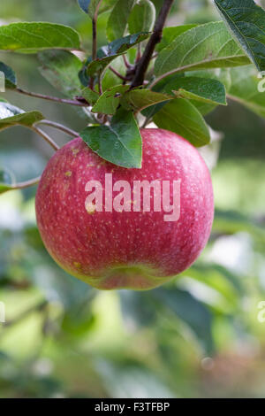 Ripe McIntosh apples on the tree. This variety is the national