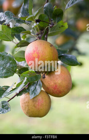 Malus domestica. Apple 'Ross Nonpareil' growing in an English Orchard. Stock Photo