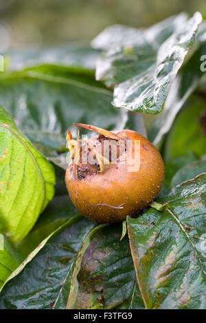 Mespilus germanica. Medlar 'Nottingham' fruit. Stock Photo