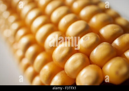 dried field corn on the cob Stock Photo