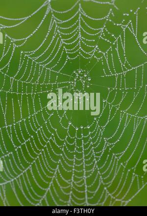 Heavy early morning moisture in the air settles on this spiders web Stock Photo